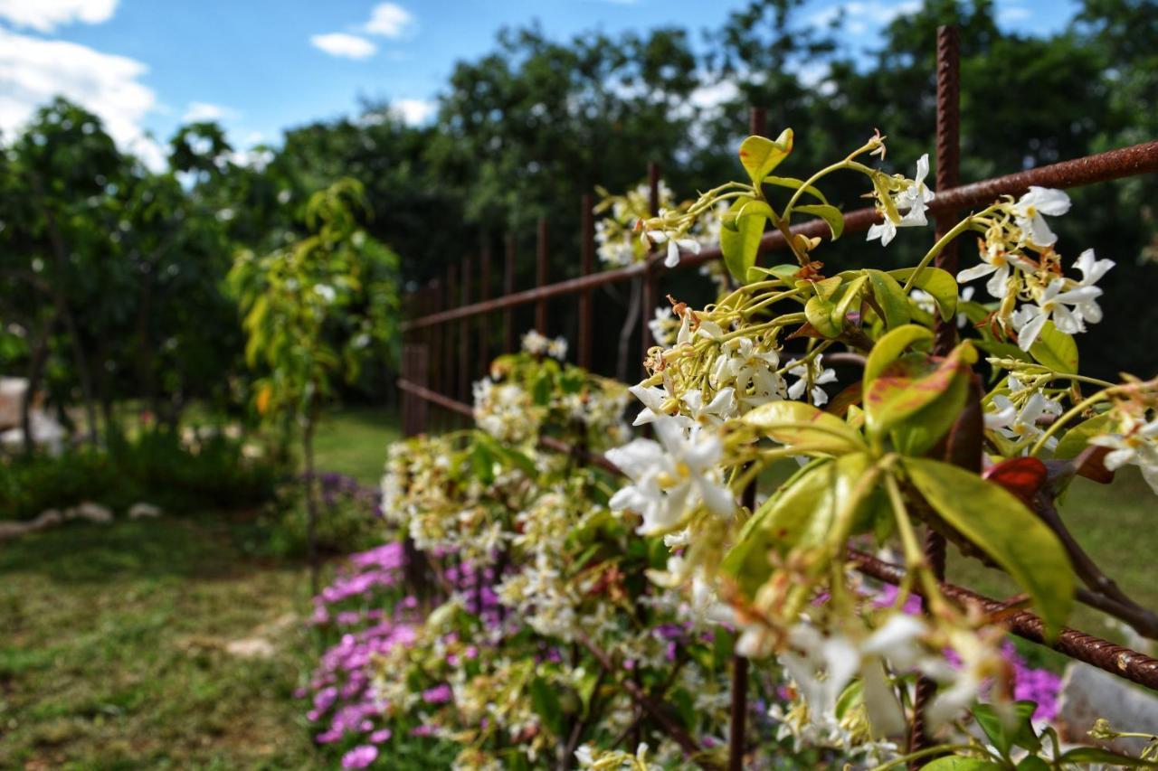 Cottage Al Merlo Olivo บูเย ภายนอก รูปภาพ